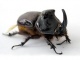 Beetle آواتار ها